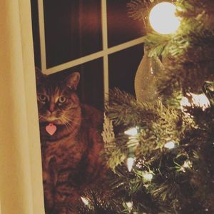 Meet your Posher, Danette